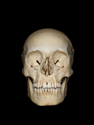 Clay Adams Human Skull
