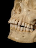 Clay Adams Human Skull