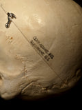 Clay Adams Human Skull