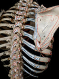 Denoyer-Geppert Labelled Human Torso