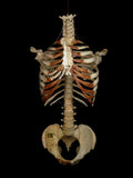 Denoyer-Geppert Labelled Human Torso