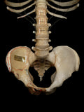 Denoyer-Geppert Labelled Human Torso