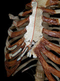 Denoyer-Geppert Labelled Human Torso