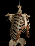 Adult Articulated Human Torso With Spina Bifida Occulta