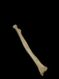 Single Human Radial Bone