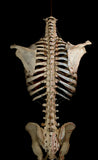 Denoyer-Geppert Labelled Human Torso