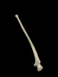 Single Human Ulna Bone