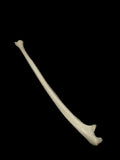 Single Human Ulna Bone