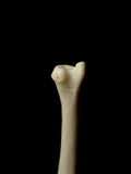 Single Human Ulna Bone